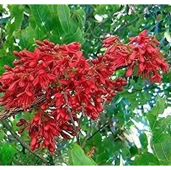 Semeno SCHOTIA brachypetala "Opilý papouščí strom" 3 semena