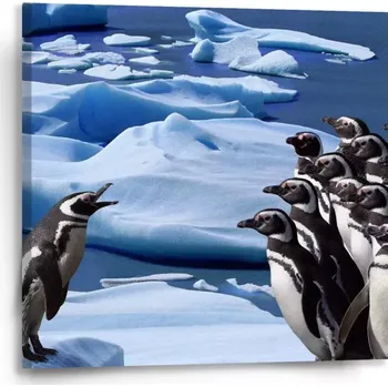 Obraz Sablio Obraz Tučňáci - 50x50 cm