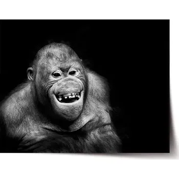 Plakát Sablio Plakát Orangutan - 60x40 cm