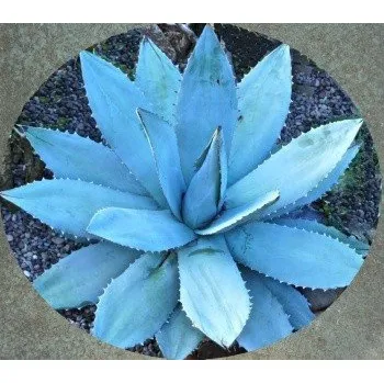 Semeno AGAVE titanota Blue 4 semena