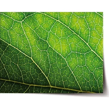 Plakát Sablio Plakát Detail listu - 60x40 cm