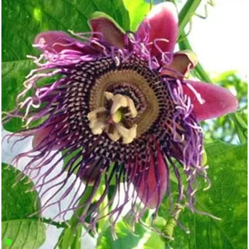 Semeno PASSIFLORA guadrangularis 5 semen