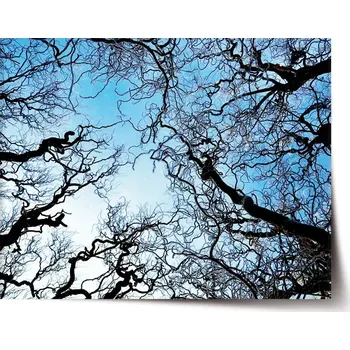 Plakát Sablio Plakát Holé větve - 90x60 cm