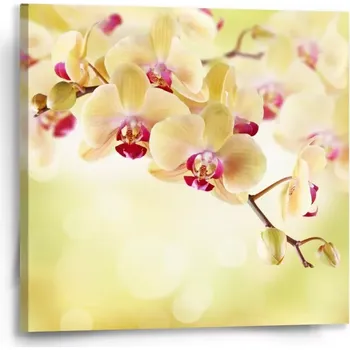 Obraz Sablio Obraz Orchidej 2 - 50x50 cm