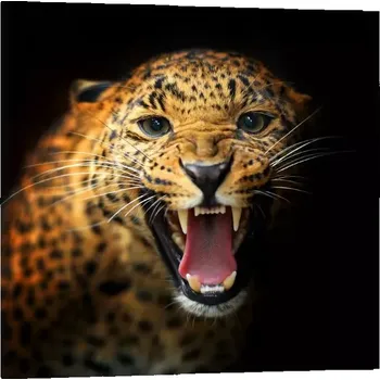 Obraz Sablio Obraz Gepard 2 - 50x50 cm