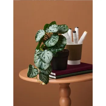 umělá květina Sinsay - Dekorativní rostlina v květináči - zelená - 841IH-77X - 841IH-77X-ONE