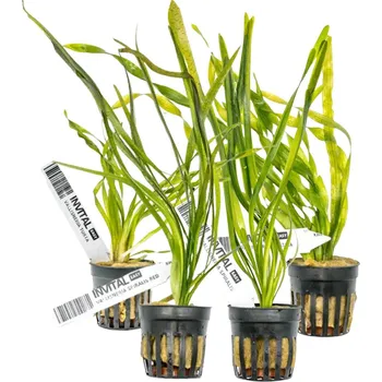 Dekorace do akvária Kolekce 4 košíčků rostlin Vallisneria