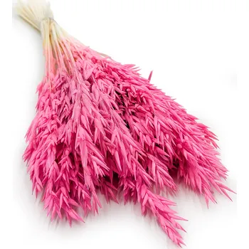 mech-mech.cz Sušený oves - Fuchsiový