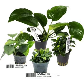 Dekorace do akvária Kolekce 4 košíčků různých rostlin Anubias