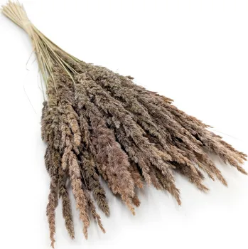 mech-mech.cz Třtina křovištní (Calamagrostis epigejos) - přírodní