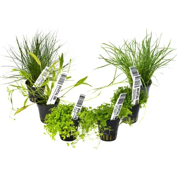 Kolekce 6 košíčků kobercových rostlin