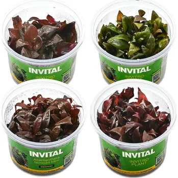 Kolekce 4 kelímků in vitro červeno-oranžových rostlin