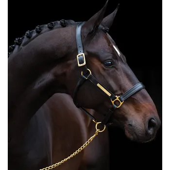 AMIGO Ohlávka kožená Amigo, černá PONY