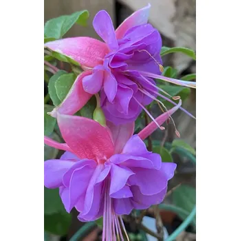 Easter Bonnet Fuchsie 994