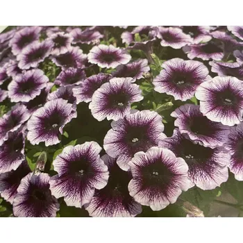 Surfinie fialová s tmavším žilkováním - 056