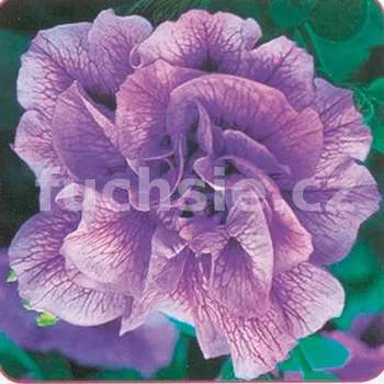 Surfinie sv. modrá plnokvětá - 057