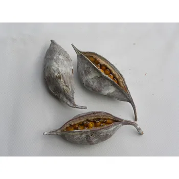 Přírodní kámen lusk s patinou