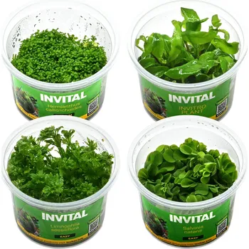 Dekorace do akvária Kolekce 4 kelímků in vitro rostlin do pozadí