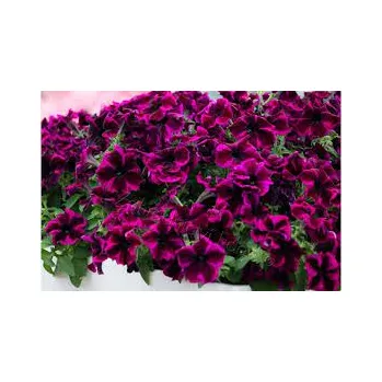 Petunia Crazytunia Cosmic Purple - 052C