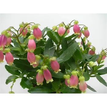 Kolopějka převislá (Kalanchoe Wendy) - 062W