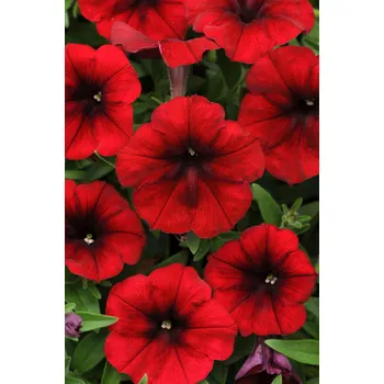 Surfinie jasně červená - 045