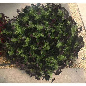 Surfínie Black magic - 041C