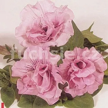 Surfinie růžová plnokvětá - 059