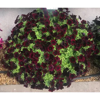 Surfinie purpurová, veliké květy- 052