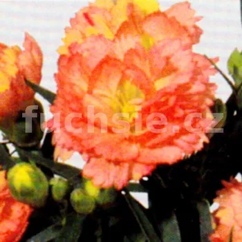 Hvozdík Dianthus caryophyllus-Sorbet (hvozdík) - 066O