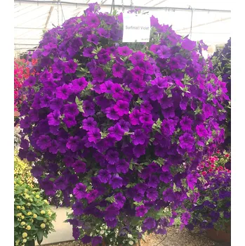 Surfinie tmavěmodrá - 055