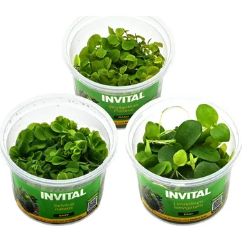 Kolekce 3 kelímků in vitro plovoucích rostlin