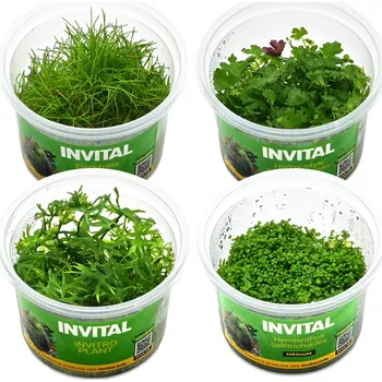 Kolekce 4 kelímků in vitro různých kobercových rostlin