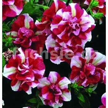 Surfinie dvoubarevná, plnokvětá - 047