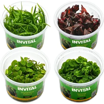 Kolekce 4 kelímků in vitro pro nano a betta akvárium