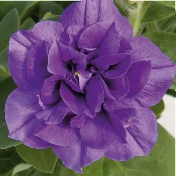 Petúnie – Surfínie- sytě modrá plnokvětá - 057M