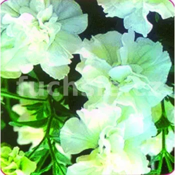 Surfinie bílá plnokvětá - 058