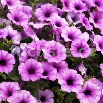 Surfinie růžová s žilkováním, jednoduchý květ - 054