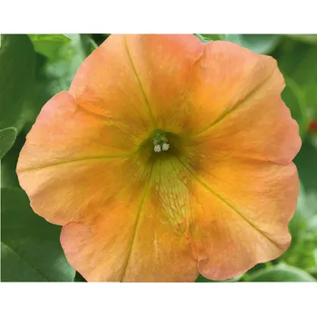 Surfinie převislá Petunie-oranžová - 044