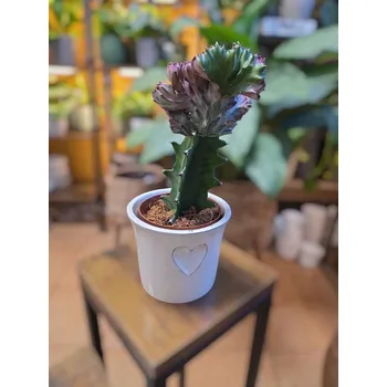 Euphorbia Lactea Cristata