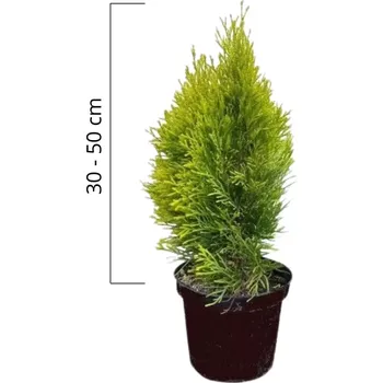Sazenice Túje západní 'GOLDEN SMARAGD' 30-50 cm
