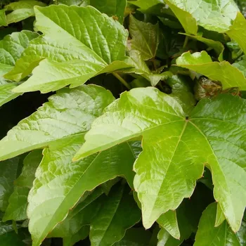 Sazenice Přísavník trojcípý 'Veitchii'