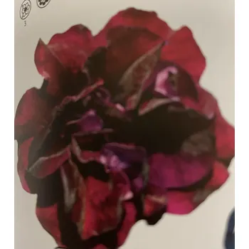 Petúnie – Surfínie-plnokvětá bordo - 057B