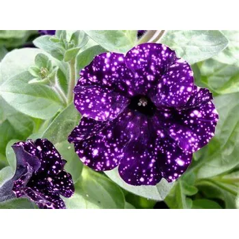Petúnie – Surfínie – fialová s bílými puntíky - 039M