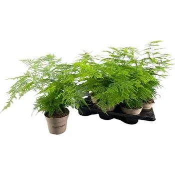 Sazenice Asparagus Setaceus 12 cm