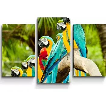 Obraz Sablio Obraz - 3-dílný Papoušci na větvi - 75x50 cm
