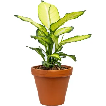 Gardners Dieffenbachia Summer Style, průměr 17 cm Difenbachie, mramornatka
