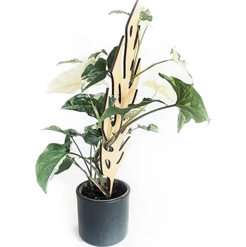 Opora na rostlinu Vzpěra k rostlinám Adansonii 60 cm