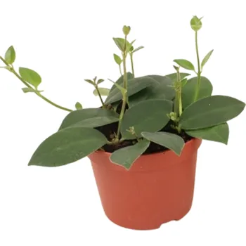 Gardners Aeschynanthus Mona Lisa, průměr 12 cm Rděnka