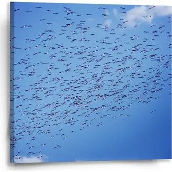 Obraz Sablio Obraz Hejno ptáků - 50x50 cm