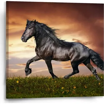 Obraz Sablio Obraz Friský kůň - 50x50 cm